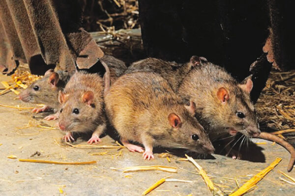 lassa fever