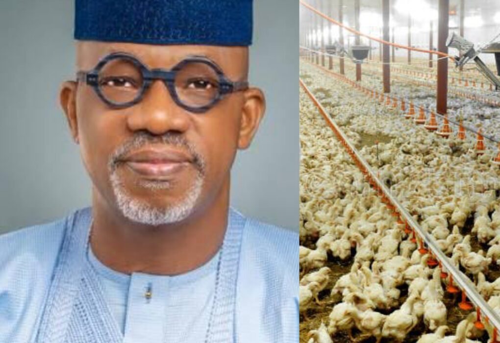 Ogun Poulrty project